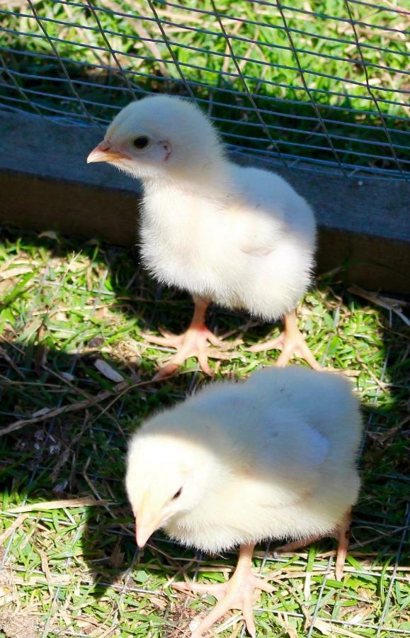 布里斯托Woodcock Farm公寓 外观 照片